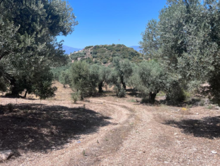 Didim Balat For Sale 3870M2 Olive Grove