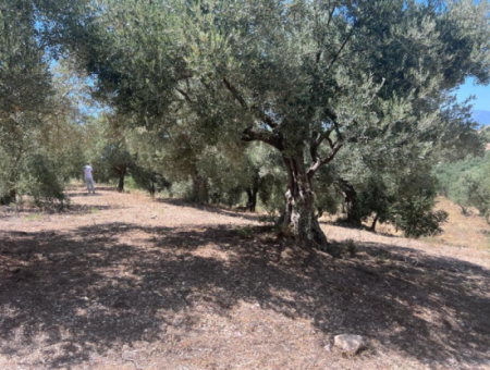 Didim Balat For Sale 3870M2 Olive Grove