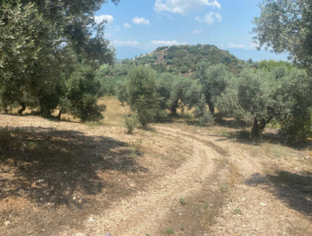 Didim Balat For Sale 3870M2 Olive Grove