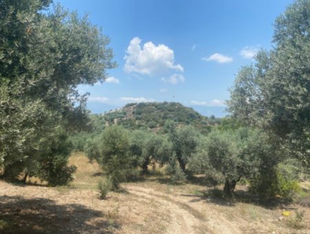 Didim Balat For Sale 3870M2 Olive Grove