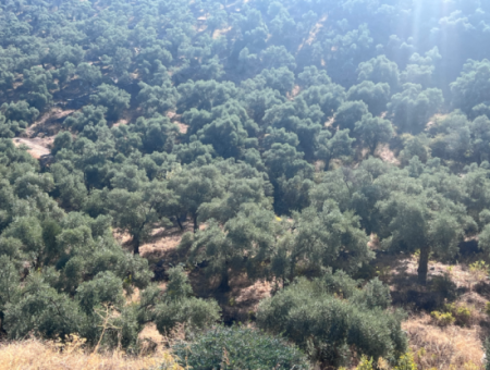 Milas Pinarcik Olive Grove For Sale