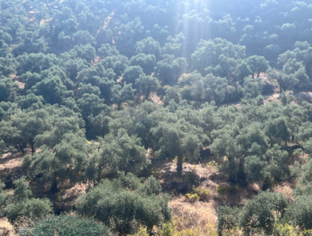 Milas Pinarcik Olive Grove For Sale