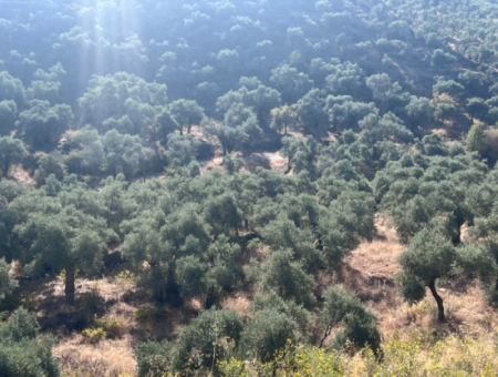 Milas Pinarcik Olive Grove For Sale