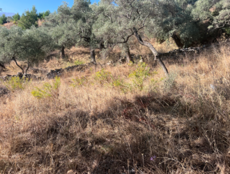 Milas Pinarcik Olive Grove For Sale