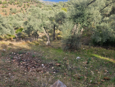 Milas Pinarcik Olive Grove For Sale