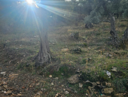 Milas Pinarcik Olive Grove For Sale