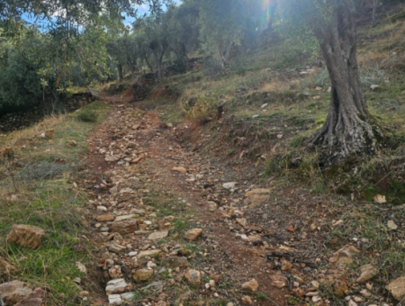 Milas Pinarcik Olive Grove For Sale