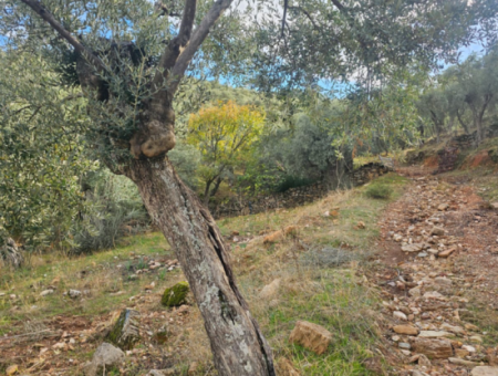 Milas Pinarcik Olive Grove For Sale