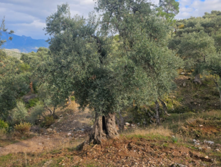 Milas Pinarcik Olive Grove For Sale