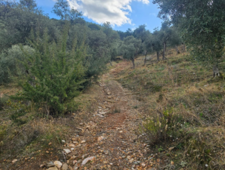 Milas Pinarcik Olive Grove For Sale