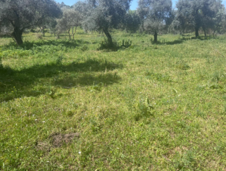 Investment Land For Sale In Milas Danisment