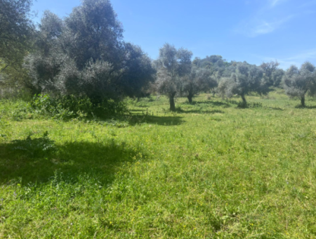 Investment Land For Sale In Milas Danisment