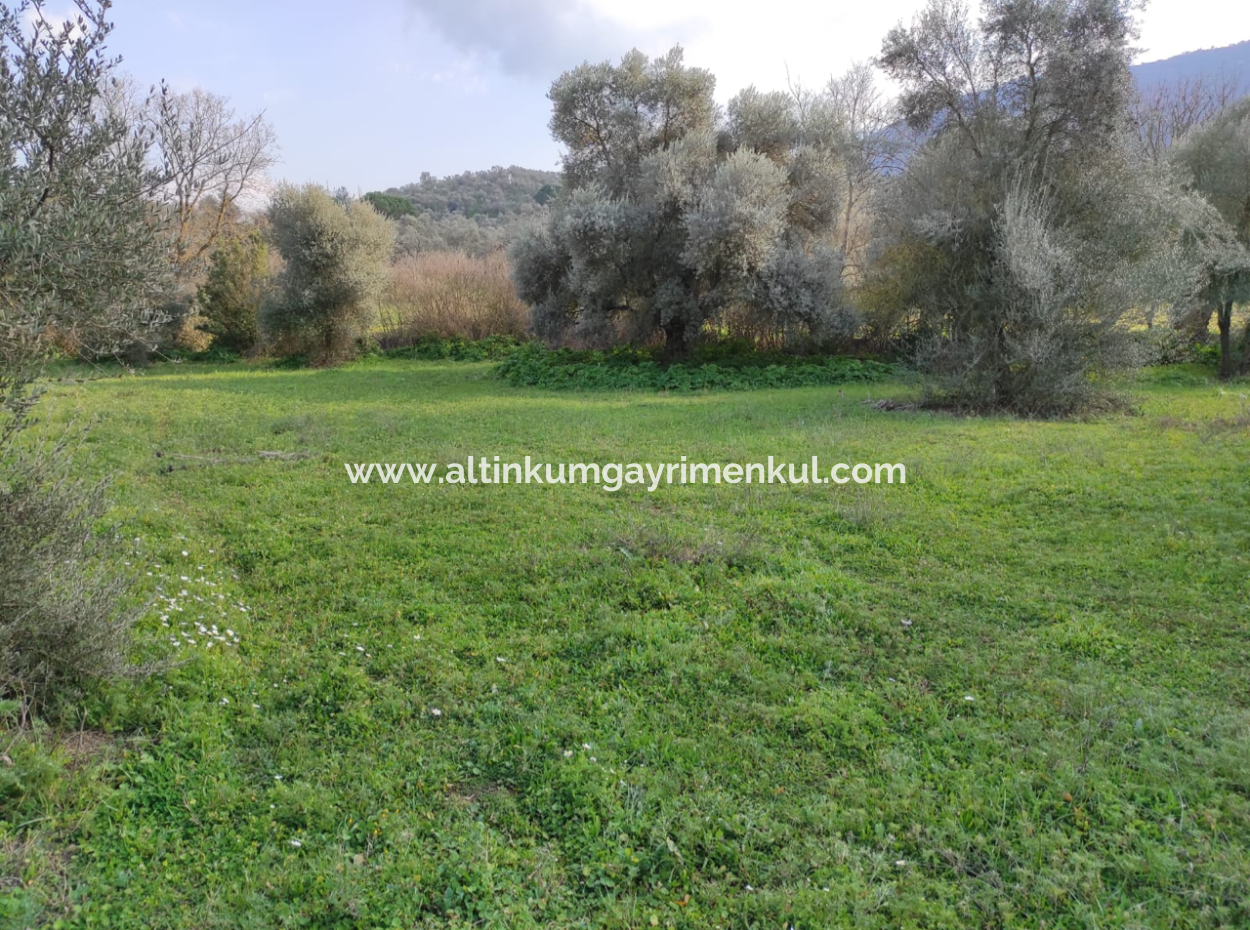 Milas Danisment Satilik 3150M2 Arazi