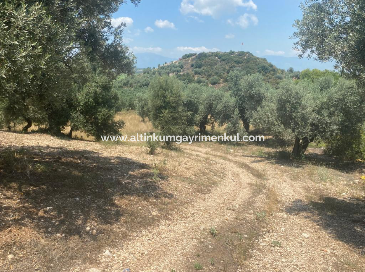 Didim Balat Satilik 3870M2 Zeytinlik