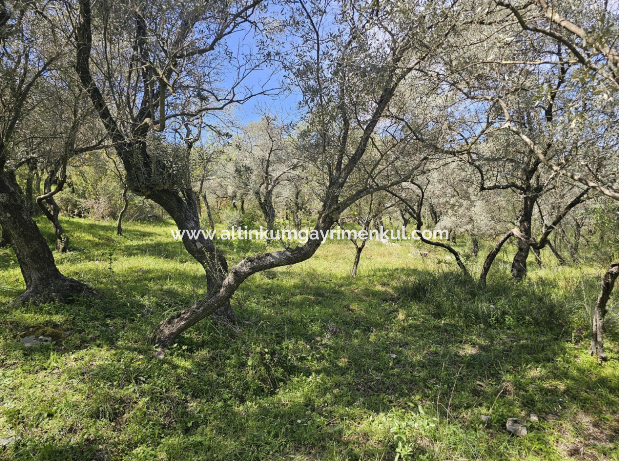 Milas Egridere Satilik Arazi