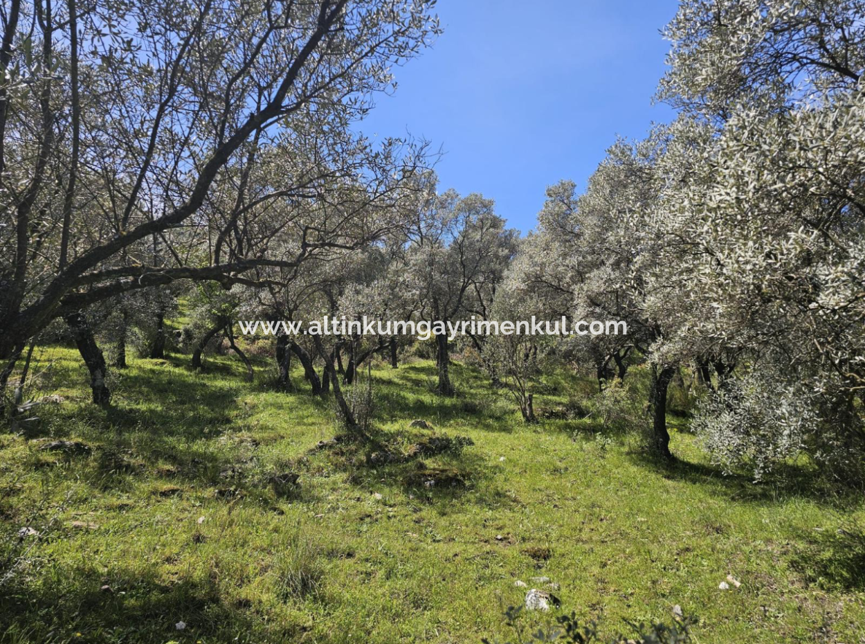 Milas Egridere Satilik Arazi