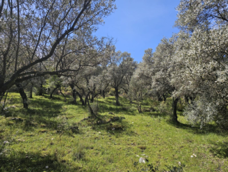 Milas Egridere Satilik Arazi